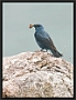 Blauwe Rotslijster, Blue Rock Thrush, Monticola solitarius Location: Molivos (Lesbos), Greece blauwe rotslijster MG 1317 kopie